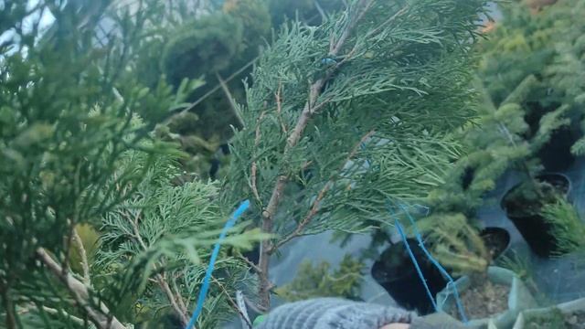 часть 2 .будем формировать тую смарагд в изюминку вашего сада:) смотреть онлайн