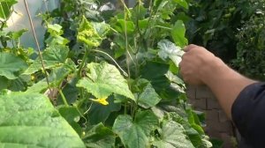 ПОДРОБНАЯ, ПОЭТАПНАЯ ИНСТРУКЦИЯ ПО ВЫРАЩИВАНИЮ ОГУРЦОВ КАК В ОТКРЫТОМ ТАК И В ЗАКРЫТОМ ГРУНТЕ