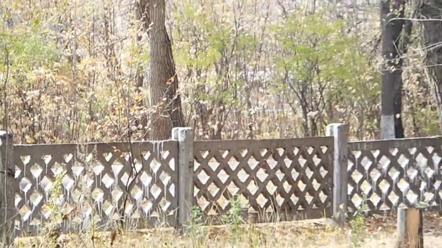 Ультразум FujiFilm FinePix S9200 видео-тест смотреть онлайн