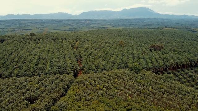 TEST DJI MAVIC MINI - Palm plantation in karbi смотреть онлайн