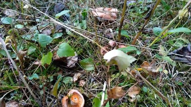 Грибы Рыжики 10 10 22г Калужская обл смотреть онлайн