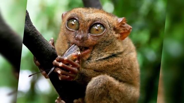 10 Животных которых считали вымершими! 2016 смотреть онлайн