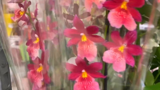 новые ОРХИДЕИ ОБЗОР красивых орхидей по 471 руб смотреть онлайн