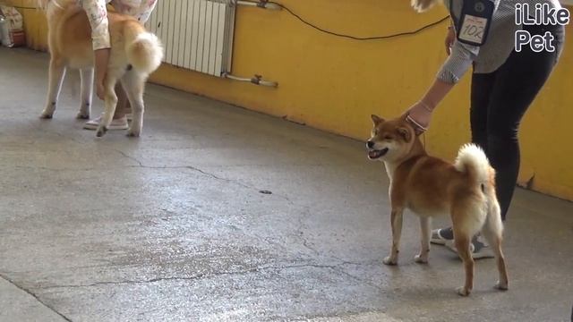 Как ухаживать за сиба-ину?