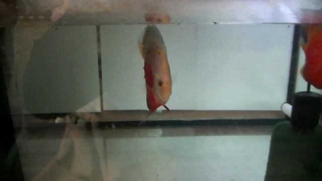 Дискусы, Скалярии, Тернеции, Сомики. Рост малька, личинки и нерест смотреть онлайн