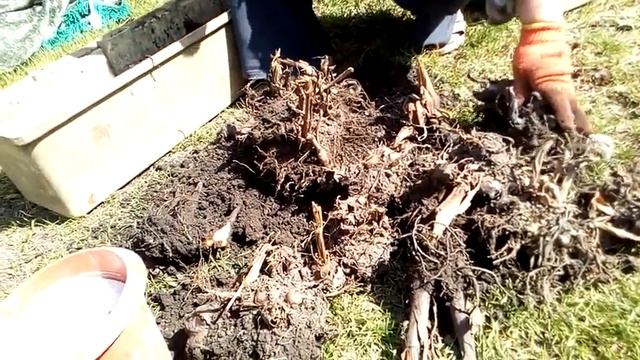 канны перезимовали - деление и посадка весной