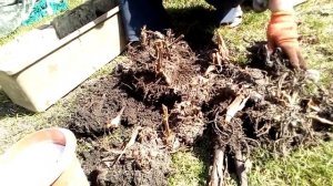 канны перезимовали - деление и посадка весной