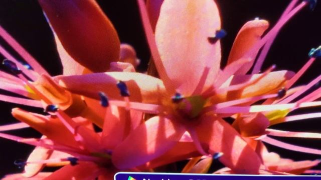 Playing around with the "No video sRGB" app (Read description) смотреть онлайн