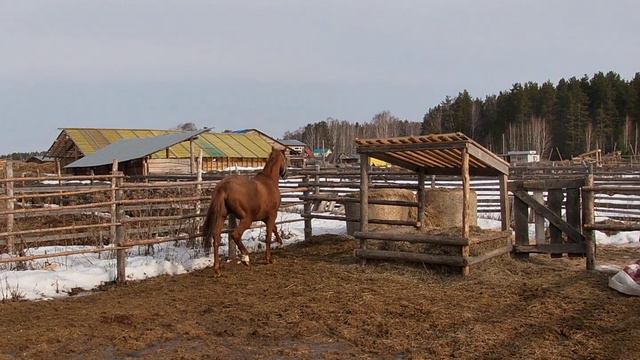Красавчик (Концессия /о. Конкорд гшт. Герм. - Хеллох трк.), 2019г.р. 170см в холке. смотреть онлайн