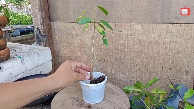 ANO ANG UNANG DAPAT GAWIN SA MGA BAGONG BONSAI MATERIALS | FIRST JOURNEY OF A YAMADURI смотреть онлайн