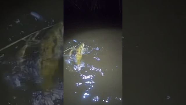 ЛОВЛЯ НАЛИМА ОСЕНЬЮ НА МЕЛКОВОДЬЕ смотреть онлайн
