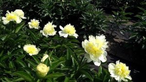 Желтый гибрид - пион GOLDILOCKS / Сад Ворошиловой