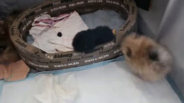Шилопопые щенки шпица бесятся смотреть онлайн