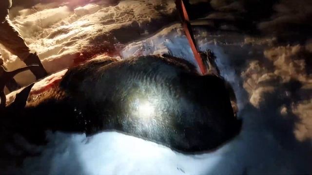 VLOG#2 Охота на лося с лайками. смотреть онлайн