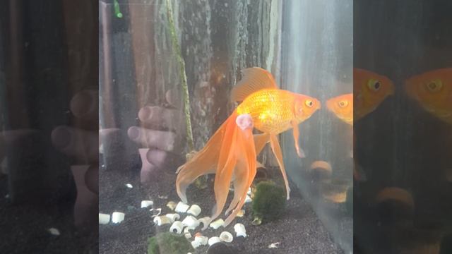 Что стало с рыбами через 5 лет смотреть онлайн