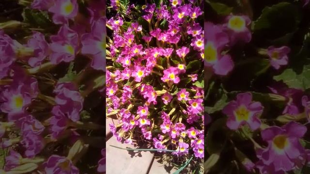 ПРИМУЛА ЮЛИИ смотреть онлайн