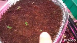 ГИПЕСТИС из семян от А до Я / мой опыт / от посева до "цветения" / гипоэстес