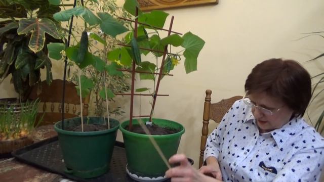 Урожай ОГУРЦОВ с подоконника в марте смотреть онлайн