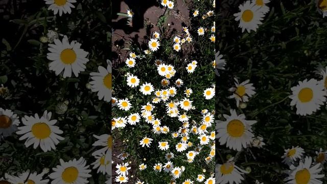 Цвети-ромашка ,???☘