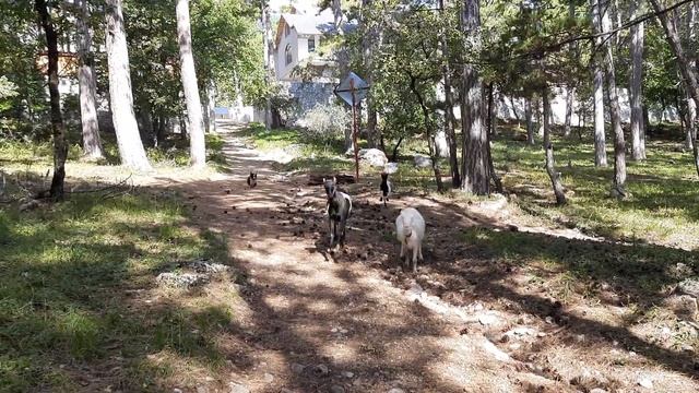 Вельш-Корги кардиган. Помошник пастуха в действии смотреть онлайн