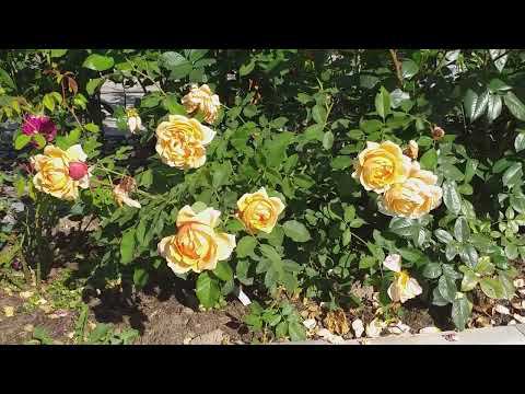 Садовые дорожки и горка женскими руками... Не мастер-класс! смотреть онлайн