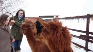 Ферма альпак. Фермер из города. Московские альпака