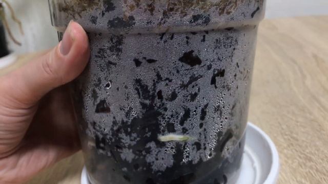 Часть 2. Укоренённые каттлеи, характер их роста. смотреть онлайн