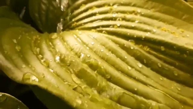 Капли. Авторское видео в режиме замедленой съемки.