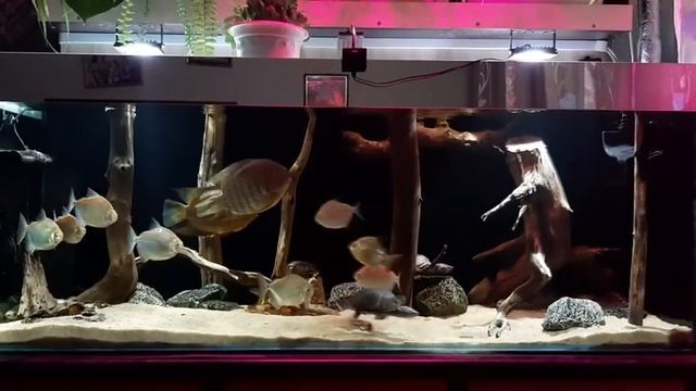 Восстанавливаем хронологию смотреть онлайн