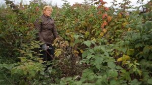 Как обрезать кусты малины