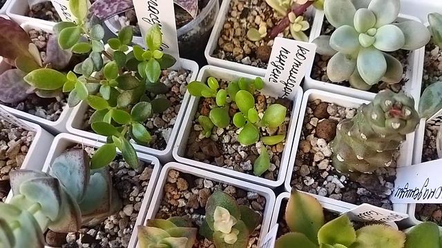 Растения из посылки по обмену спустя месяц ???