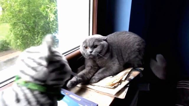 The most angry and nervous cats смотреть онлайн