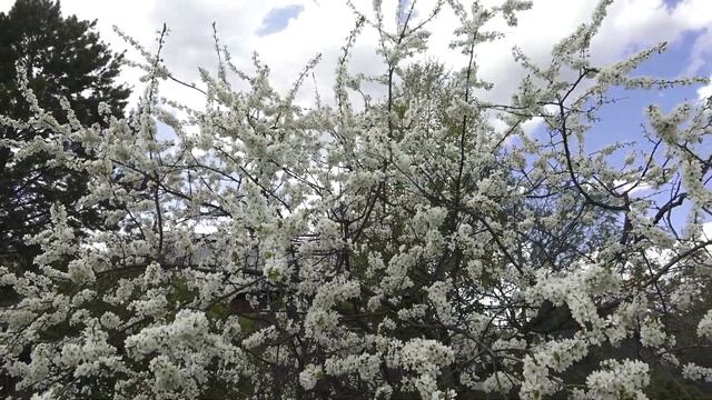 Неудачные посевы. Результаты зимовки. Садовые дела. Май на даче смотреть онлайн