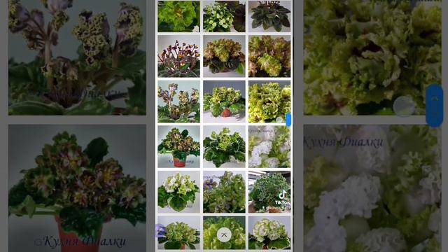 Зелёный у фиалок смотреть онлайн