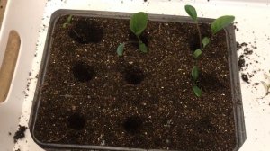 Гербера 19.01.19 Выращивание герберы из семян. Пикировка рассады герберы