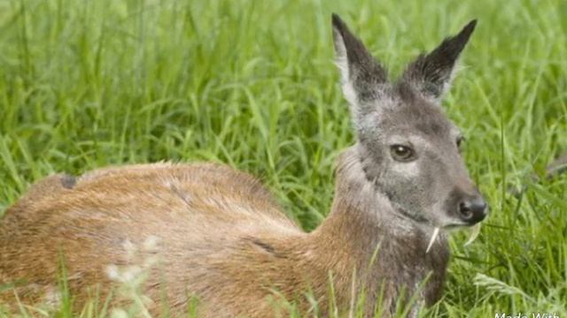 Кабарга- олень с клыками !!!! смотреть онлайн