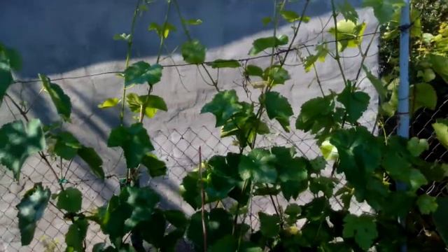 Цветение винограда. что надо сделать в этот период. Что категорически нельзя делать смотреть онлайн