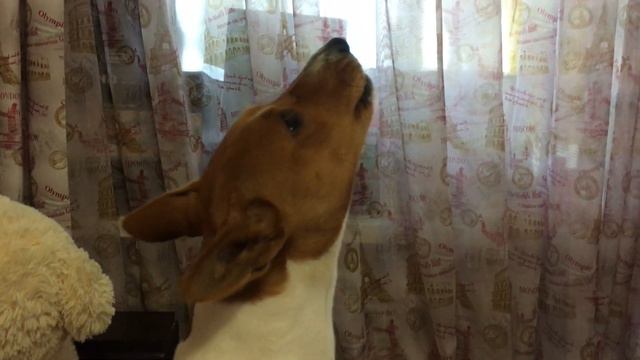 Собака ругака смотреть онлайн