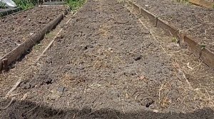 ВЫРАЩИВАНИЕ КАРТОФЕЛЯ СЫНОК И САРПА МИРА В ОРГАНИЧЕСКОЙ ГРЯДКИ 2023 Г ЧАСТЬ-3 // С. Х. У