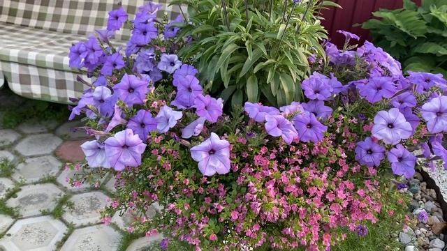 Царицы уральского сада - Лилии , петунии , бакопа в миксе и кашпо - ВАУ Эффект!#уральскийстиль смотреть онлайн