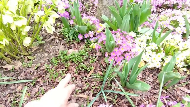 Особенности размножения прострела и морозника семенами 29.03.2023 г. Пятигорск, Ставропольский край смотреть онлайн