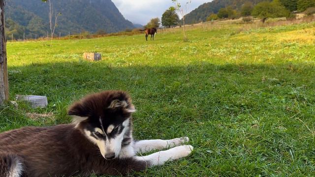 Chicken Doner Cooked By A Local Recipe! All The Children Were Delighted! смотреть онлайн
