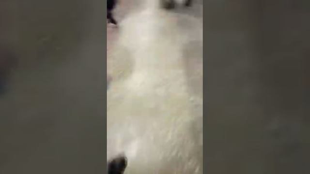 Прогулка в Сити молл смотреть онлайн