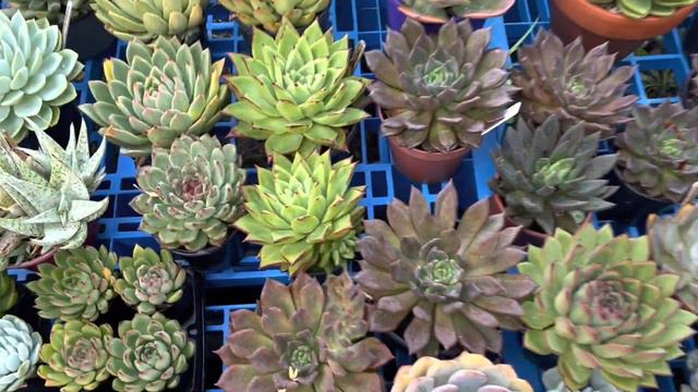 Weekend Wander Ep4 : Delivery of Succulent Wedding Favours to Bramleigh Estate смотреть онлайн