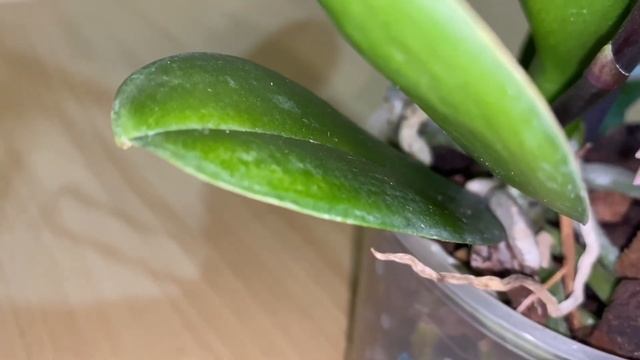 Орхидея гигант! Новинка в коллекции REYOUNG PRINCE #орхидея #фаленопсис #биглип #моицветочки #