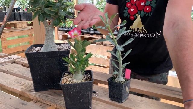 Зачем прививают адениум? И цветут ли сеянцы? смотреть онлайн