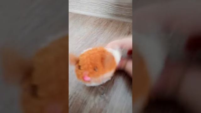 а где кот?