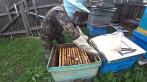 ХОРОШИЙ СПОСОБ СМЕНЫ МАТОК У ЗЛЫХ НЕ ПОНЯТНЫХ ПЧЁЛ, РЕЗУЛЬТАТ ПОРАДОВАЛ.