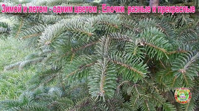 Зимой и летом - одним цветом. Елочки разные и прекрасные смотреть онлайн