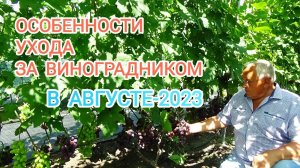 Особенности ухода за виноградником в августе-2023